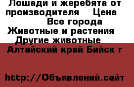 Лошади и жеребята от производителя. › Цена ­ 120 - Все города Животные и растения » Другие животные   . Алтайский край,Бийск г.